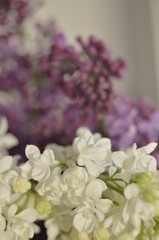 lilac flowers on a branch