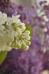 lilac flowers on a branch
