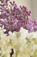 lilac flowers on a branch