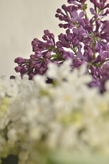 lilac flowers on a branch