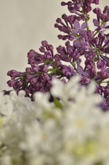 lilac flowers on a branch