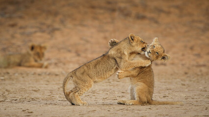 Two young lion cubs playing with each other in the Kalahari Desert - obrazy, fototapety, plakaty