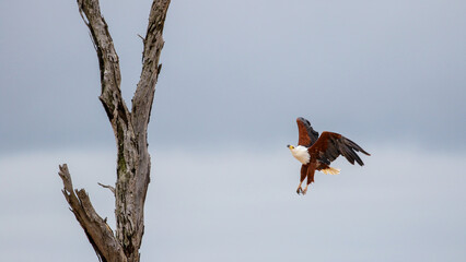 African fish eagle flying to perch on a tree, Kruger National Park