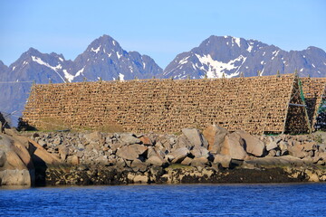 Stockfish, or dried fish, dries in the air in Svolvaer in Norway