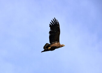 Close-up of a sea eagle in full flight: Lofoten, Norway