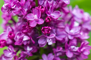 Blooming lilac flowers. Macro photo.