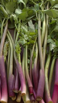 Lovage herb young stalks and leaves. Bunch of fresh organic green vegetables. Right and left seamless spin. Vertical video.