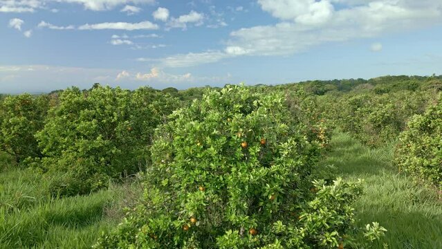 Aerial video footage of oranges field growing on tree orchard - stock video