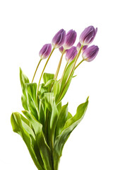 Purple Colored Tulip Flowers Isolated on White Background.
