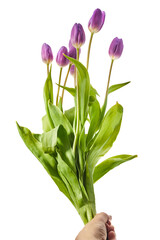 Purple Colored Tulip Flowers Isolated on White Background.