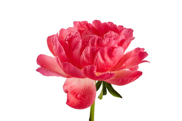 Pink peony with water drops isolated on white background