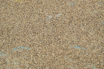 rice stored directly after the harvest on bohol island