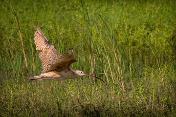 Long Billed Curlew in Flight.