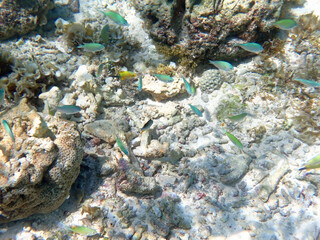 colorful underwater landscape on the philippine islands