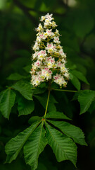 Beautiful candle of chestnut on the branch with leaves - 600214968