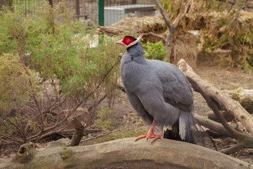 Grey turkey in zoo. Zoological garden. Pheasant on tree. Wild birds under protection. Zoo park landscape. Puffin on tree trunk. Farm animals. 