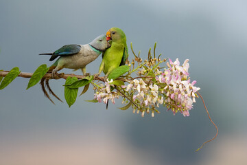 bird on a branch