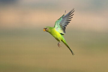 Plum Headed Parakeet Juvenile