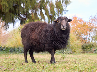 Female brown ouessant sheep standing in garden