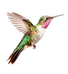 colorful hummingbird with pink and green feathers in flight, isolated over a transparent background, cut-out exotic / tropical animal nature design element, generative AI