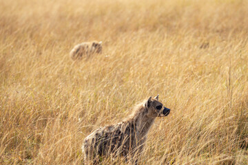 pack of hyenas hunting in the savannah, Masai Mara, safari.
