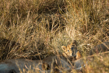 Baby lion in the savannah playing. Masai Mara, Safari.