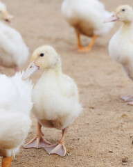 white ducks on farm graze in herd, cute pets birds. taking care of cattle in backyard. subsistence farming, poultry farming for meat and eggs. environmentally friendly