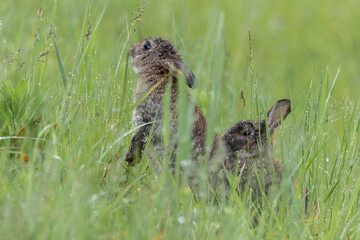 Kaninchen