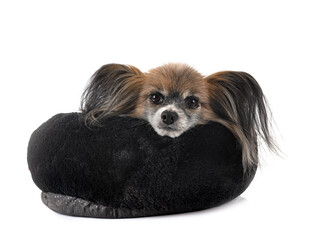 papillon dog in studio