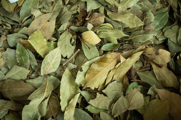 laurel leaves closeup, dried laurel