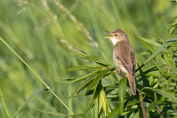 Schilfrohrsänger beim Gesang