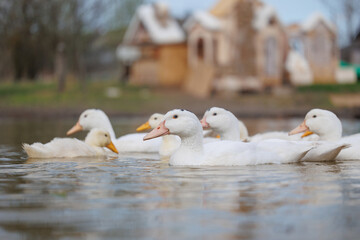 Obraz premium white ducks swim in lake on farm. cute pets birds. taking care of cattle in backyard. subsistence farming, poultry farming for meat and eggs. environmentally friendly