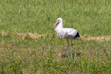 Storch