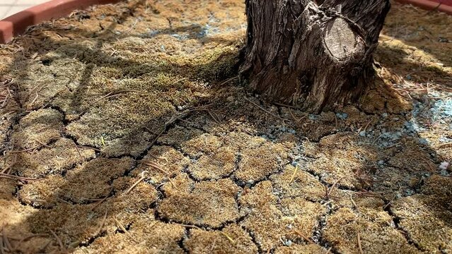 The soil of a flowerless pot looks dry and cracked in this still shot, symbolizing the desolation and abandonment caused by the lack of water.