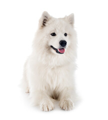 samoyed dog in studio