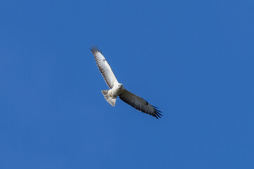 Durch ein Gendefekt Leuzistischer Mäusebussard. Durch den Defekt führt es dazu, dass die Haut und die Federn keine farbstollfildende Zellen haben und die Tiere somit weiß erscheinen.