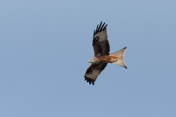 Fototapeta premium Rotmilan im Flug
