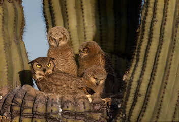 Great Horned Owl nest in the Sonoran Desert