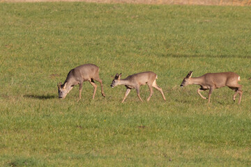 Rehe