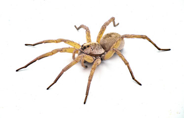 Big beautiful female wolf spider Tigrosa annexa is a species of wolf spider in the family Lycosidae. It is found in the United States isolated on white background side front view