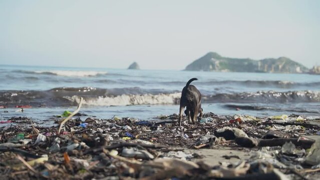 Perro en medio de la contaminacion