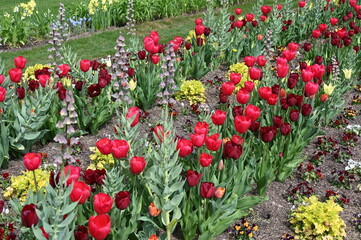 Buntes Frühlingsblumenbeet mit roten Tulpen