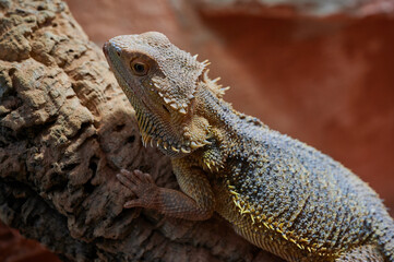 Naklejka na ściany i meble close up of a female bearded dragon (Bartagame) in a private terrarium