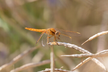 Libelle