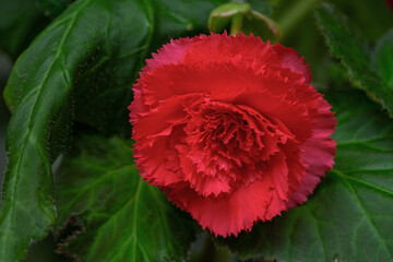 Gorgeous pink tuberose begonia flowers. Houseplant, hobby, floriculture.