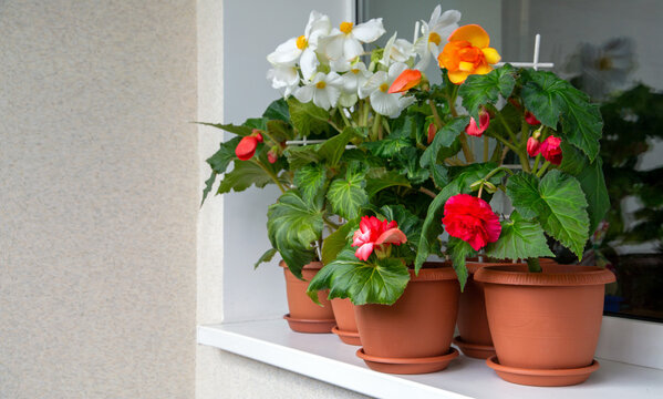 Different types of tuberose begonias in pots on the windowsill. Houseplant, hobby, floriculture.