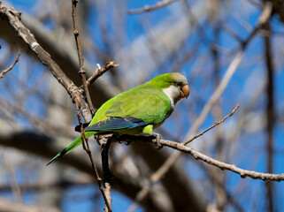 beautiful colored parrot perched on a branch