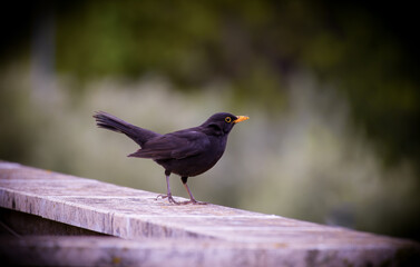 male blackbird ready to fly