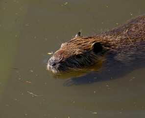 coypu that new in the dirty water
