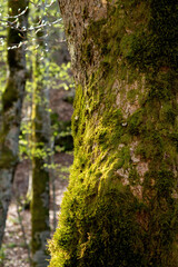 tree with moss above it on a beautiful day in the woods